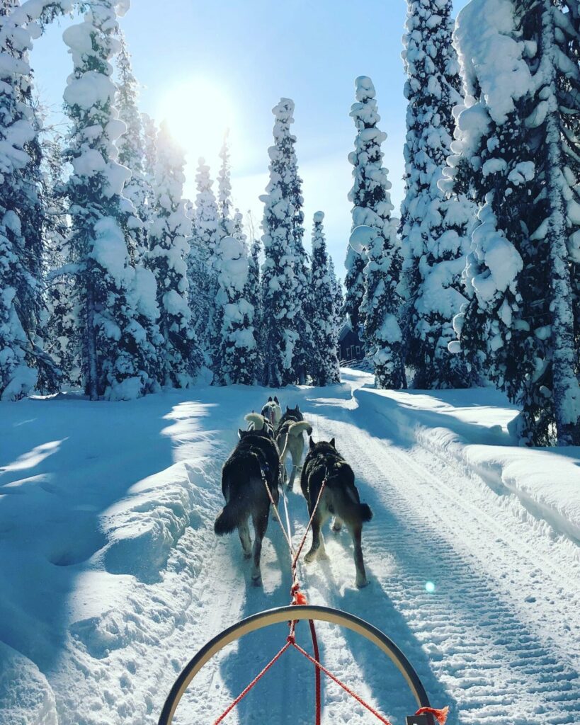 Husky farms in Lapland